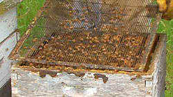 Beehive Screen